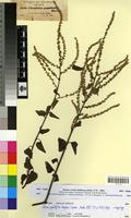 Isosyntype of Celosia populifolia Moq. [family AMARANTHACEAE]