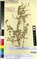 Syntype of Atriplex leucoclada Boiss. [family CHENOPODIACEAE]
