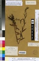 Syntype of Epilobium numidicum Battandier [family ONAGRACEAE]