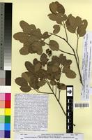 Holotype of Quercus suber L. f. subintegrifolia Trabut [family FAGACEAE]