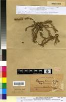 Isotype of Polycnemum fontanesii DR.&Moq. subsp. maroccanum Murb. [family CHENOPODIACEAE]
