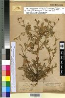 Syntype of ononis porrigens Ball [family FABACEAE-PAPILIONOIDEAE]