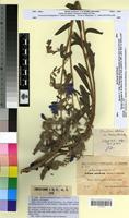 Type of Echium pulchrum Sennen et Mauricio [family BORAGINACEAE]