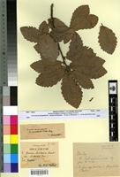 Type? of Quercus faginea Lam. f. fagifolia Batt. & Trab. [family FAGACEAE]