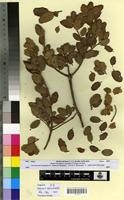 Type? of Quercus ilex L. f. graciloides Villar [family FAGACEAE]