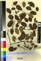 Type? of Quercus ilex L. subf. major Villar [family FAGACEAE]