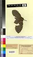 Type of Quercus mirbeckii D.R. [family FAGACEAE]