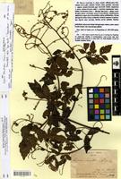 Type of serjania clematididea Triana & Planch. [family SAPINDACEAE]