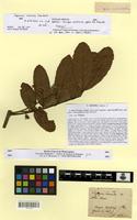Type of cupania vernalis Cambess. [family SAPINDACEAE]