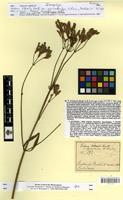 Isosyntype of Verbena littoralis Kunth var. pycnostachya Schauer [family VERBENACEAE]