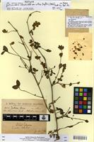 Holotype of justicia odora (Forssk.) Vahl var. villosa Deflers [family ACANTHACEAE]