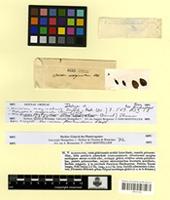 Isotype of vaccinium marginatum Dunal [family ERICACEAE]