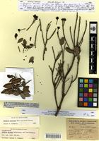 Isolectotype of Bejaria tricolor Hérincq [family ERICACEAE]