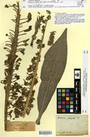 Type of Echium simplex DC. [family BORAGINACEAE]