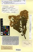 Isosyntype of Gymnanthemum abyssinicum Walp. [family ASTERACEAE]