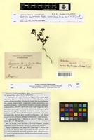 Isosyntype of Veronica campylopoda Boiss. [family SCROPHULARIACEAE]