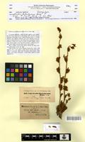 Isosyntype of Convolvulus kotschyanus Boiss. [family CONVOLVULACEAE]