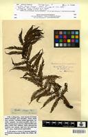 Isosyntype of Cyathea dregei Kunze [family PTERIDOPHYTA]