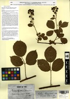 Syntype of Rubus pallidus Weihe subsp. litigiosus Sudre [family ROSACEAE]
