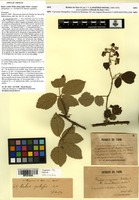 Syntype of Rubus vestitus Weihe subsp. pilifer Sudre [family ROSACEAE]