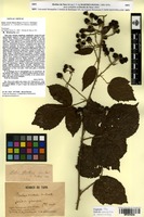 Lectotype of Rubus victoris Martrin-Donos [family ROSACEAE]