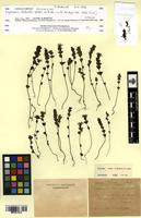 Isosyntype of Euphrasia bicknellii Bickn. [family OROBANCHACEAE]
