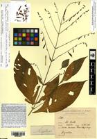 Isotype of Chalarothyrsus amplexicaulis Lindau [family ACANTHACEAE]