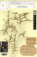 Type? of Halothamnus bottae Jaub. & Spach [family CHENOPODIACEAE]