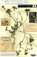 Holotype of Daucus muricatus L. f. heterocarpus Maire [family APIACEAE]