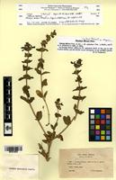 Isotype of Stachys milanii Magnier [family LAMIACEAE]