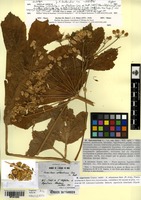 Lectotype of Heracleum sphondylium L. var. atlanticum Batt. [family APIACEAE]