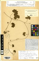 Isosyntype of Hydrocotyle grossulariifolia Rusby [family ARALIACEAE]