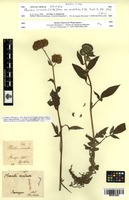 Isotype of Phacelia circinata (Willd.) Jacq. var. acutiloba A.DC. [family HYDROPHYLLACEAE]