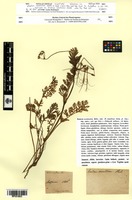 Isotype of Erodium scandicinum Godr. [family GERANIACEAE]