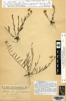 Isotype of Nierembergia angustifolia Kunth var. intermedia Hassl. [family SOLANACEAE]