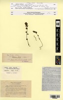 Isosyntype of Euphrasia tatrae Wettst. [family OROBANCHACEAE]
