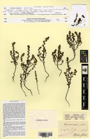 Isotype of Euphrasia cuprea Jord. [family OROBANCHACEAE]