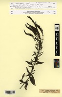 Type? of Veronica alternifolia Lej. [family PLANTAGINACEAE]