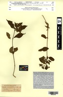 Isosyntype of Carlemannia griffithii Benth. [family CARLEMANNIACEAE]