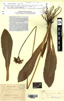 Isotype of Primula glyciosma Petitm. [family PRIMULACEAE]