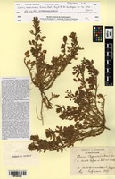 Isosyntype of Ononis cossoniana Boiss. & Reut. [family FABACEAE]