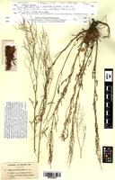 Isosyntype of Rumex acetosella Balansa subsp. acetoselloides (Balansa) Den Nijs [family POLYGONACEAE]