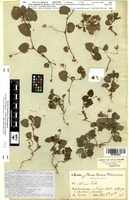 Isotype of Viola mandonii W.Becker [family VIOLACEAE]