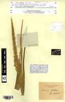 Isotype of Panicum amphibolum Steud. [family POACEAE]