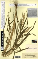 Isosyntype of Pennisetum sagittifolium A.Rich. [family POACEAE]