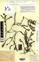 Isosyntype of Heliotropium bahiense DC. [family BORAGINACEAE]