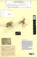 Isotype of Rhizocephalus orientalis Boiss. [family POACEAE]