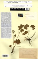 Isosyntype of Alchemilla subcrenata Buser [family ROSACEAE]