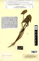 Isotype of Alisma kotschyi A.Braun [family ALISMATACEAE]