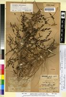 Isosyntype of Astragalus akkensis Coss. var. intermedius Maire [family FABACEAE-PAPILIONOIDEAE]